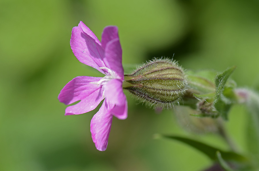 Silene dioica